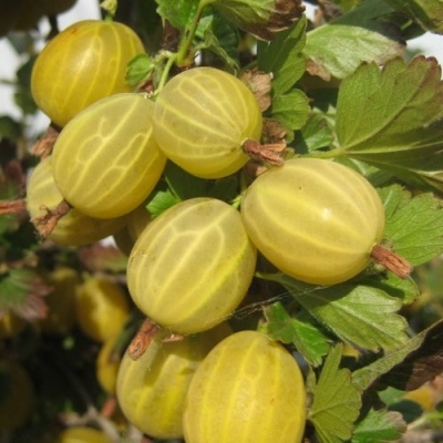Крыжовник ЯРОВОЙ в Казани