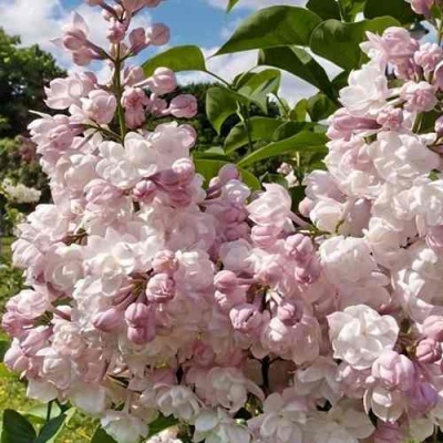 Сирень КРАСАВИЦА МОСКВЫ в Казани