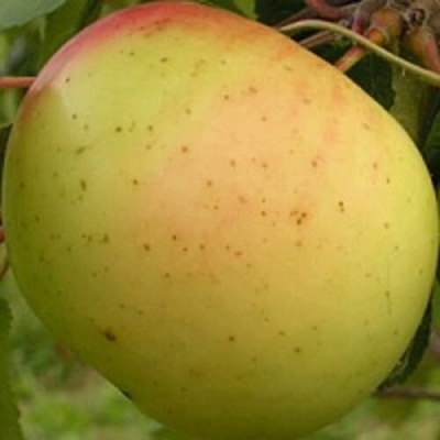 Яблоня БАНАНОВОЕ в Казани