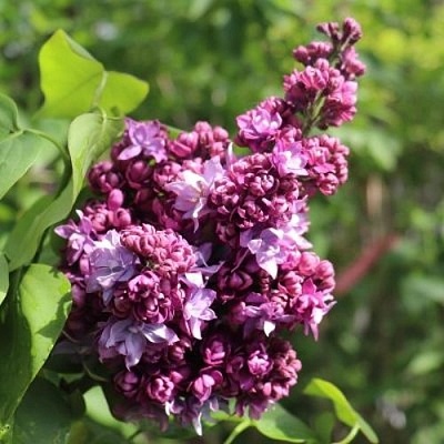 Сирень МАРШАЛ МАЛИНОВСКИЙ в Казани