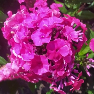 Флокс БАМБИНИ ДИЗАЙР метельчатый в Казани
