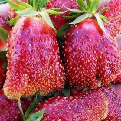 Клубника КУПЧИХА в Казани