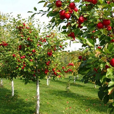 Плодовые деревья в Казани