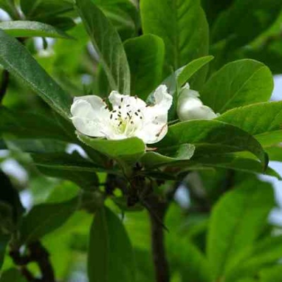 МУШМУЛА  в Казани