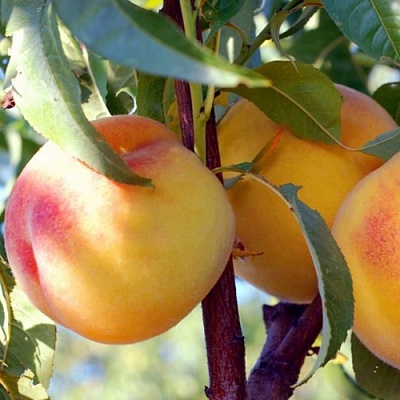 Персики в Казани