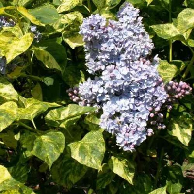 Сирень АУКУБАФОЛИЯ в Казани