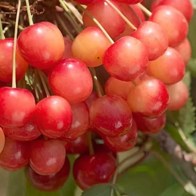 Черешня ЮЛИЯ в Казани