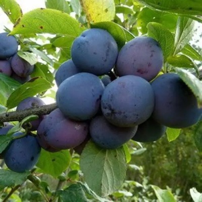 Слива КРОМАНЬ в Казани