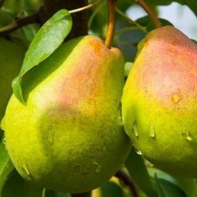 Груша ФЛЕЙТА в Казани