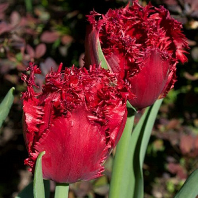 Тюльпан ВЕРСАЧЕ бахромчатый в Казани
