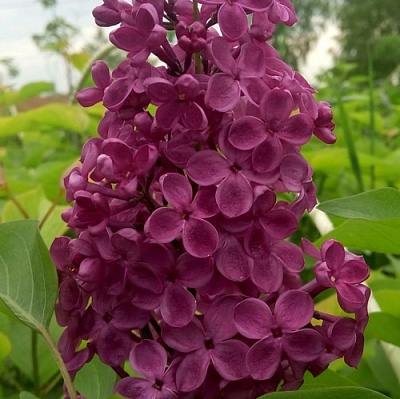 Сирень ИНДИЯ в Казани