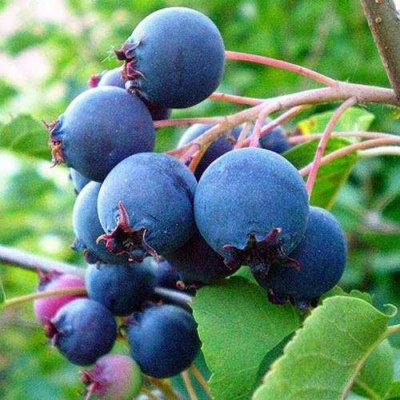 Ирга ПЕМБИНА в Казани