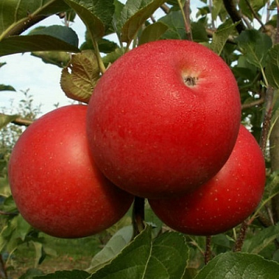 Яблоня БОГЕМИЯ в Казани