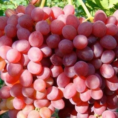 Виноград КИШМИШ КРАСНЫЙ в Казани