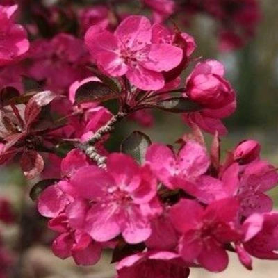 Яблоня РЕД КЕТТИ в Казани