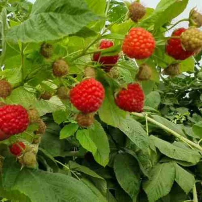 Малина КВЕЛЛИ в Казани