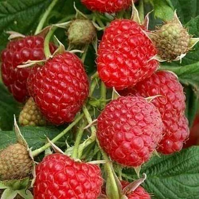 Малина ГЛЕН АМПЛ в Казани