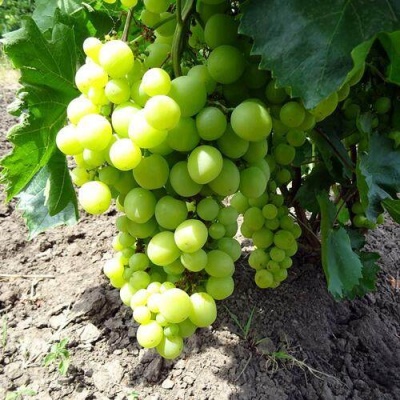 Виноград БОЯРИН в Казани