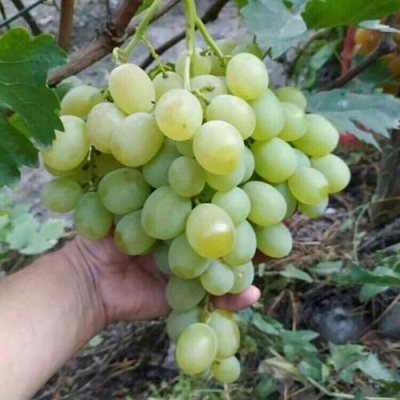 Виноград ВАНЮША в Казани