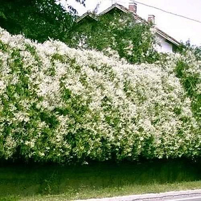 Фаллопия Фаллопия в Казани