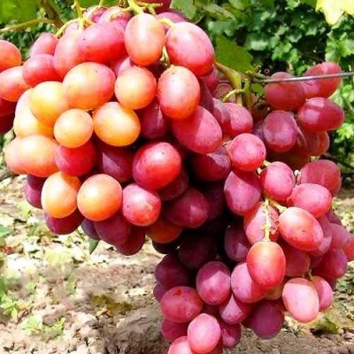 Виноград АНЮТА в Казани
