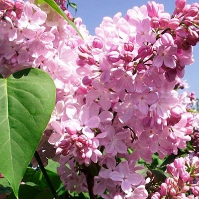 Сирень АДЕЛИНА в Казани