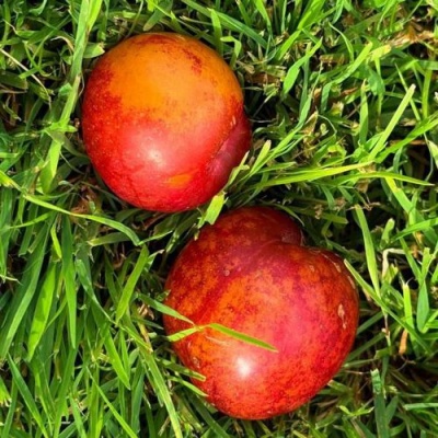 Шарафуга НЕКТАРИННАЯ в Казани