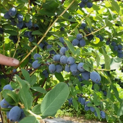 Жимолость съедобная КЛУБНИЧНАЯ СЕНСАЦИЯ в Казани