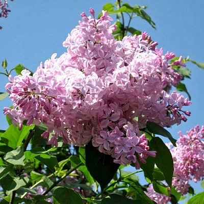 Сирень БУФФОН в Казани