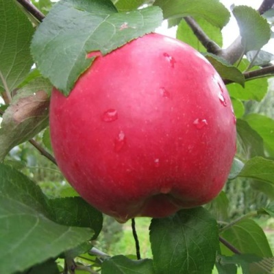 Яблоня АМУЛЕТ в Казани