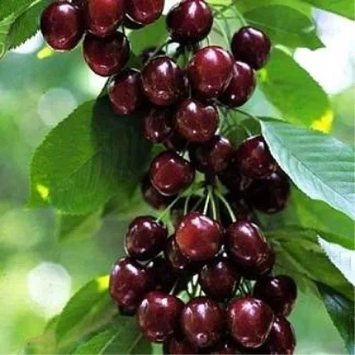 Черешня УДИВИТЕЛЬНАЯ в Казани