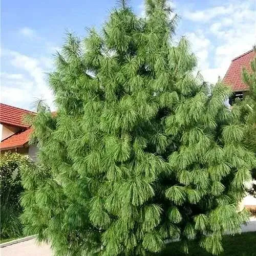 Сосна гриффита в Казани