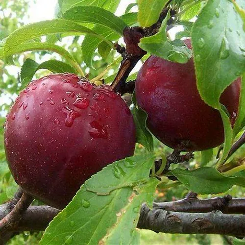 Слива КЛЕОПАТРА в Казани