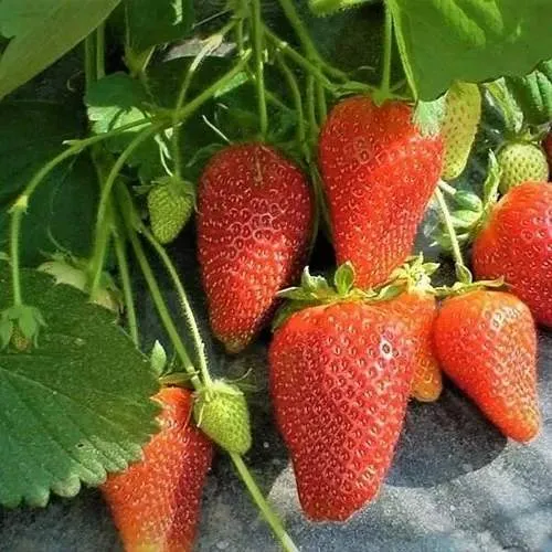 Клубника РОКСАНА в Казани
