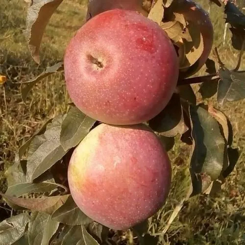 Яблоня АКСАМИТ в Казани
