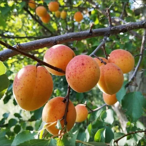 Абрикос ЖЕРДЕЛА в Казани