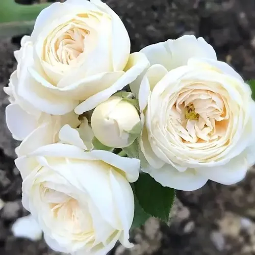 Роза АРТЕМИС шраб в Казани