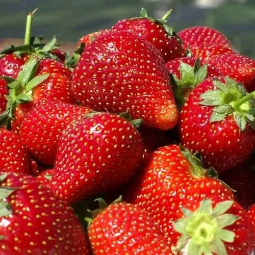 Клубника ПИРЧИНКЬЮ в Казани