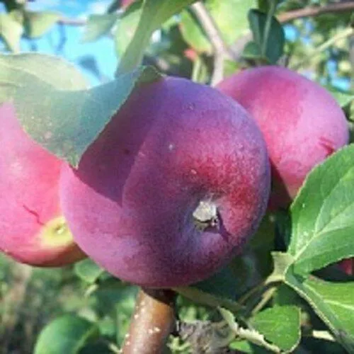 Яблоня СЕРЕБРЯНОЕ КОПЫТЦЕ в Казани